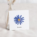 Dankeskarten Geburt Herbarium, Griechische Windblume, 10 x 10 cm